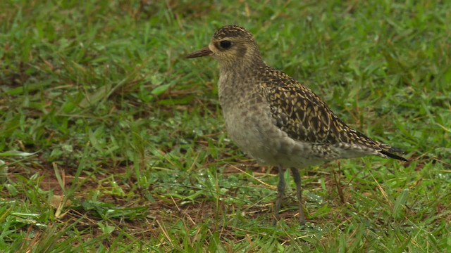 Pacific Golden-Plover - ML485603