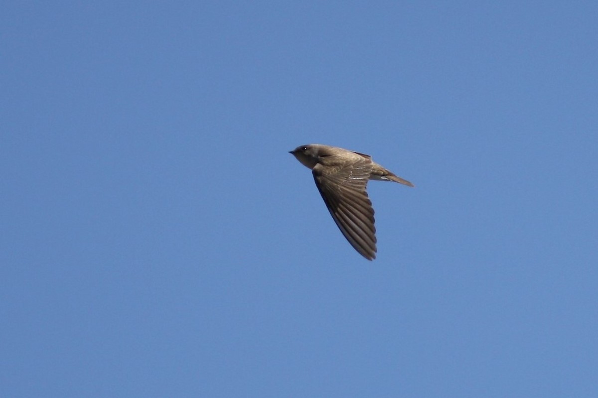 Hirondelle à ailes hérissées - ML48560341