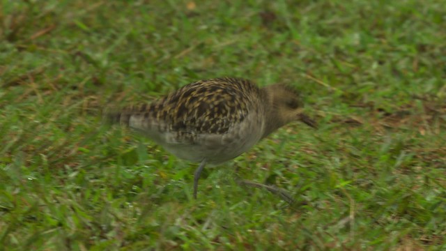 Pacific Golden-Plover - ML485604