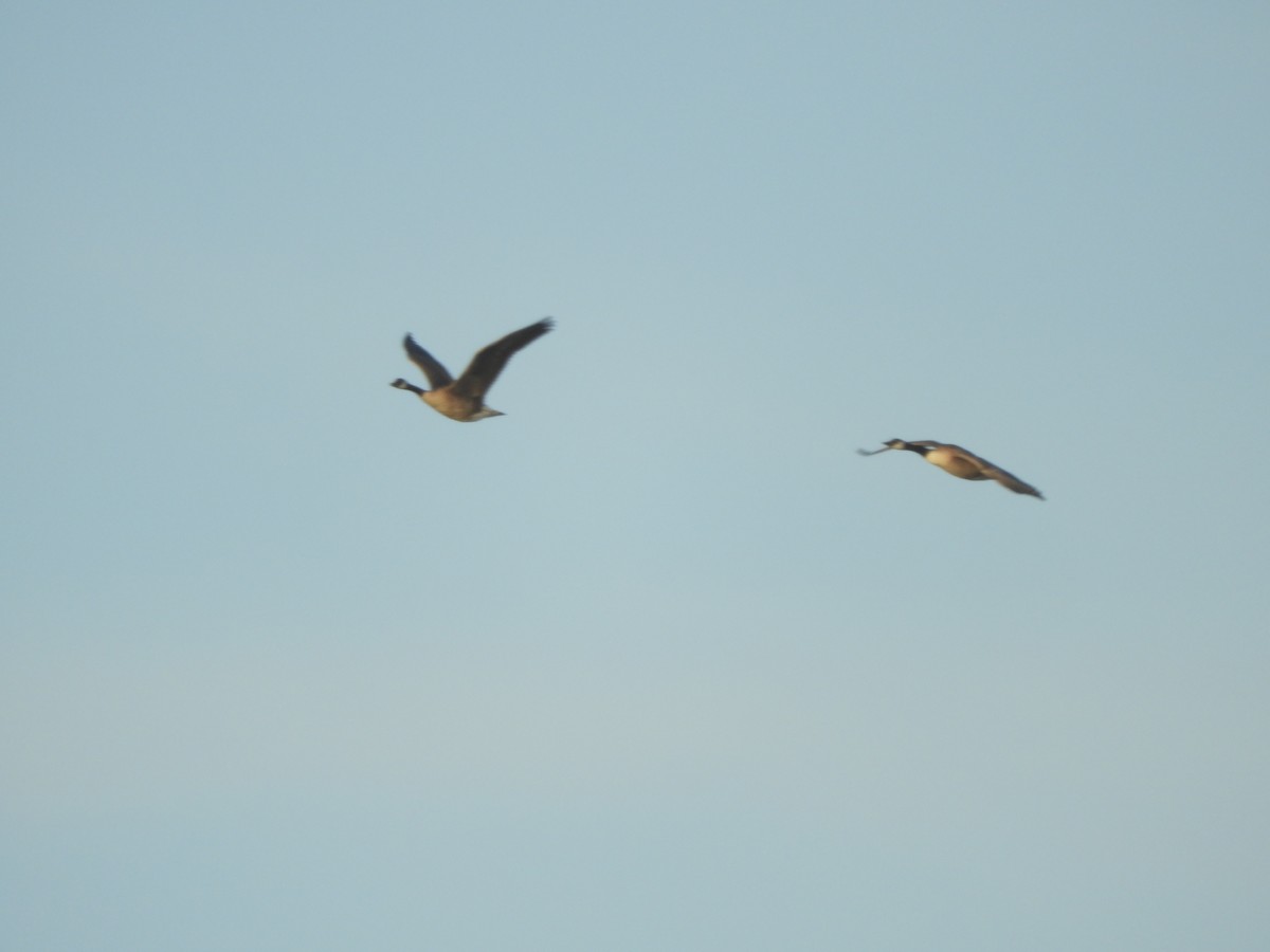 Canada Goose - John McKay