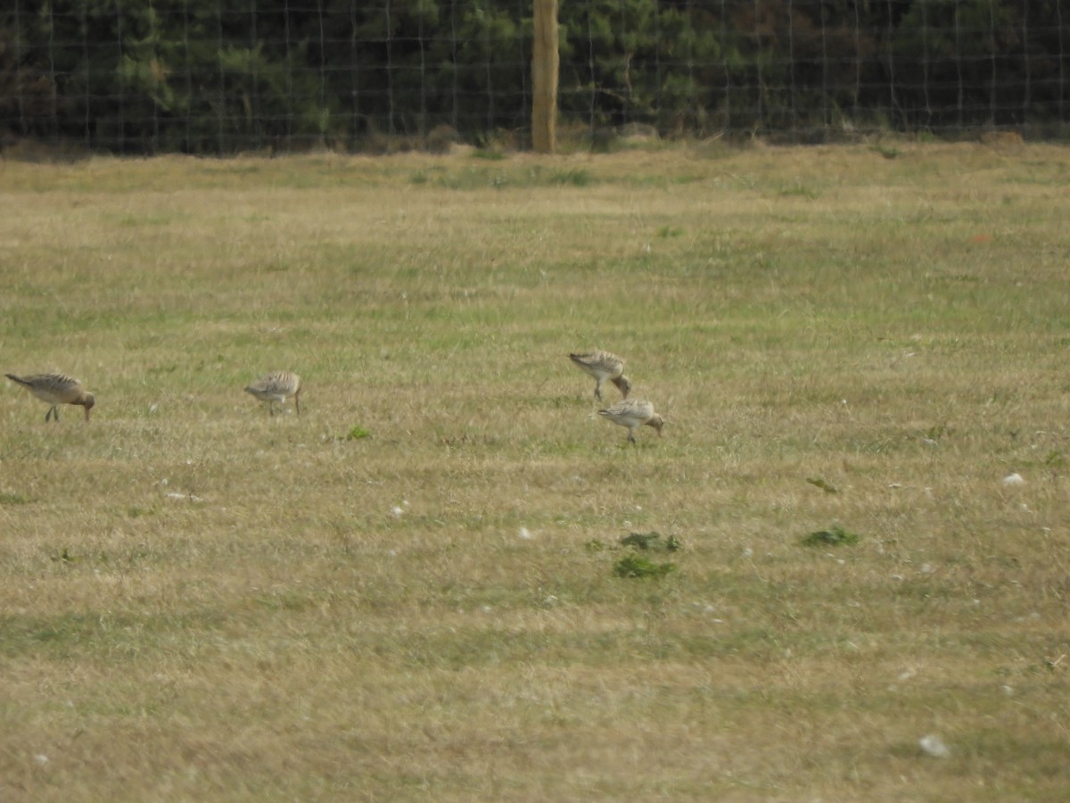 Bar-tailed Godwit - ML485604751