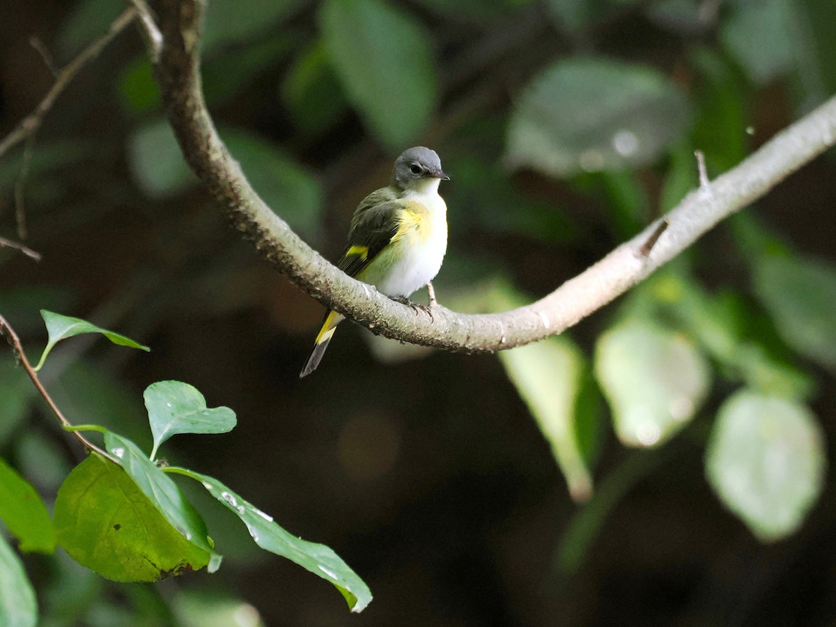 American Redstart - ML485604821