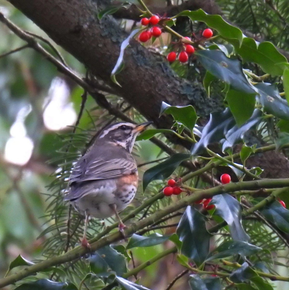 Redwing - ML48560491