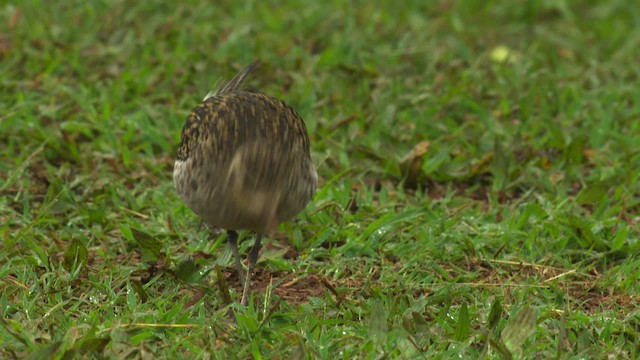 Pacific Golden-Plover - ML485605