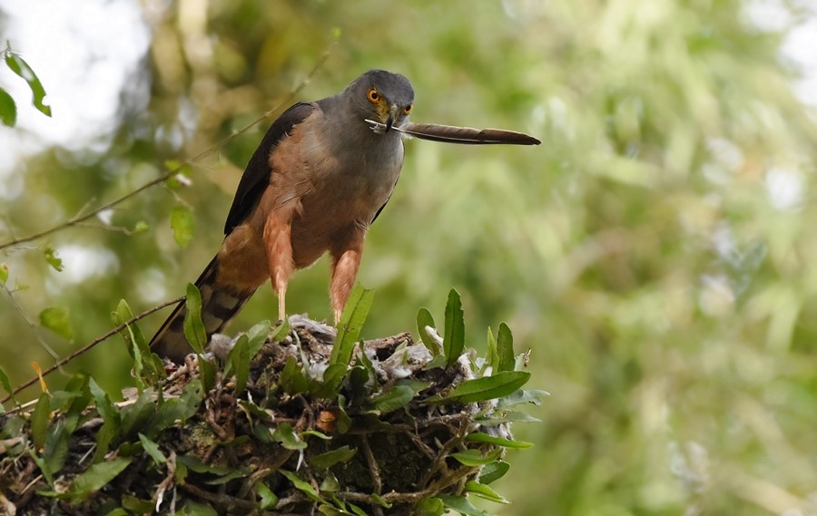 Bicolored Hawk - ML485605441