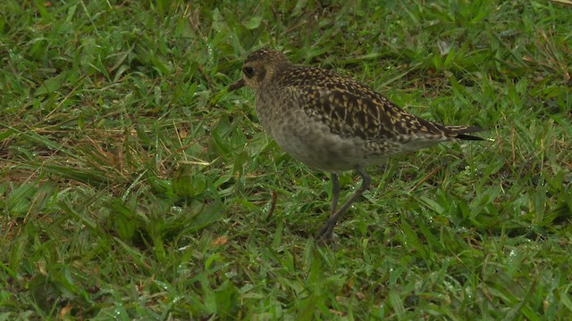 Pacific Golden-Plover - ML485607