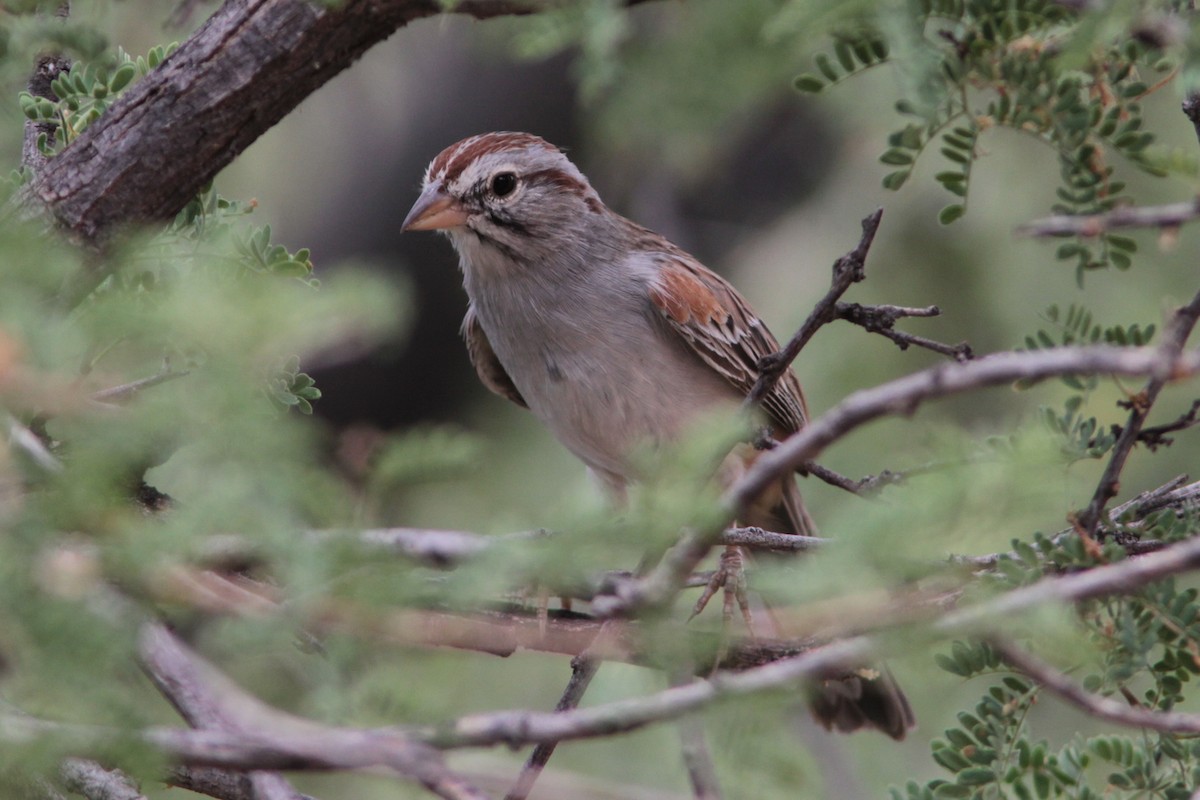 Rufous-winged Sparrow - ML485607081