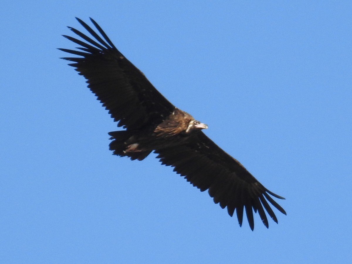 Cinereous Vulture - ML485607261