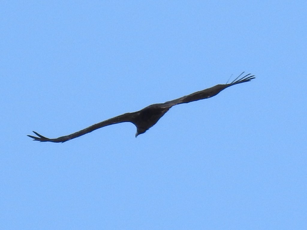 Cinereous Vulture - ML485607351