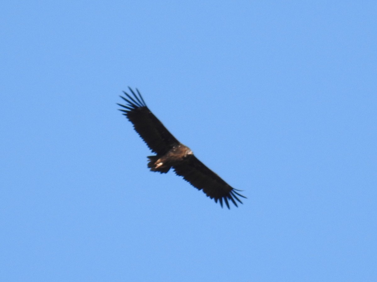 Cinereous Vulture - ML485607421
