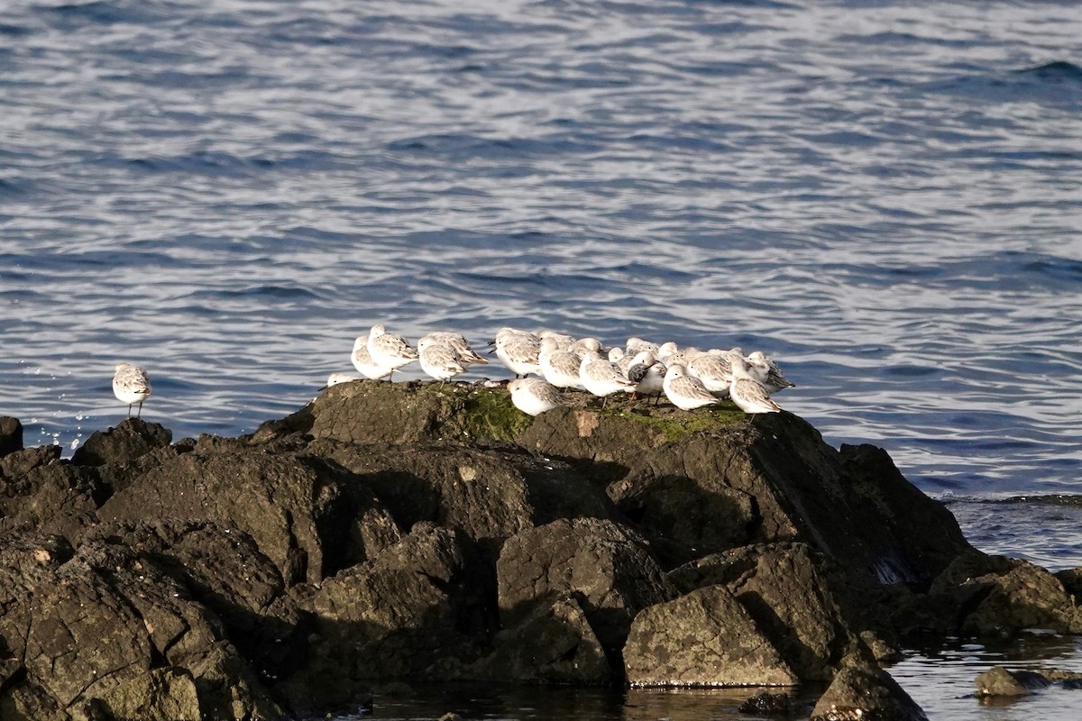 Bécasseau sanderling - ML485607681