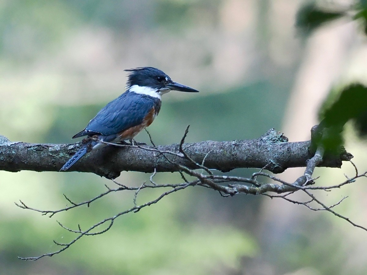 Belted Kingfisher - ML485607851