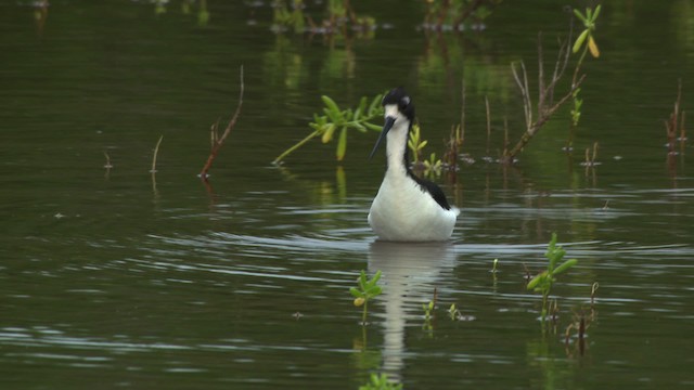 Black-necked Stilt (Hawaiian) - ML485608