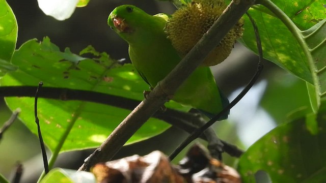 Vernal Hanging-Parrot - ML485608111