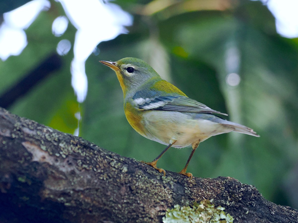 Kuzeyli Parula - ML485608611