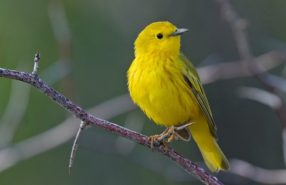 Paruline jaune - ML485610771