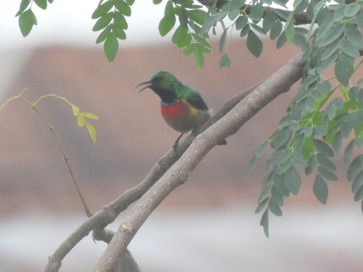 Olive-bellied Sunbird - ML485610921