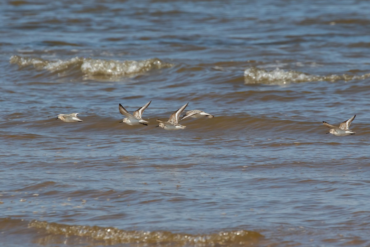 Sanderling - ML485612911