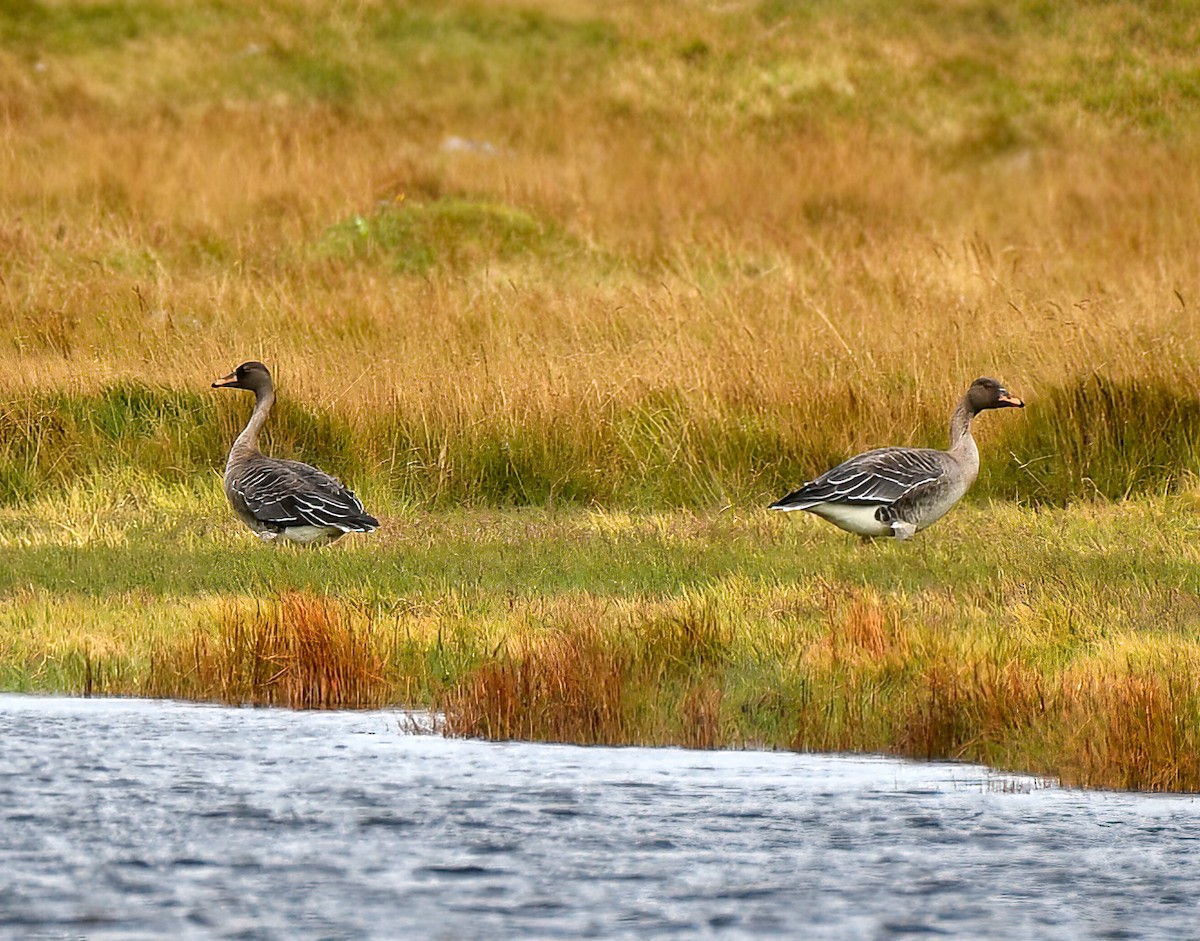 Taiga Bean-Goose - ML485613681