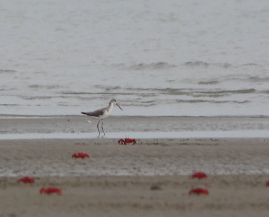 Marsh Sandpiper - ML485614041