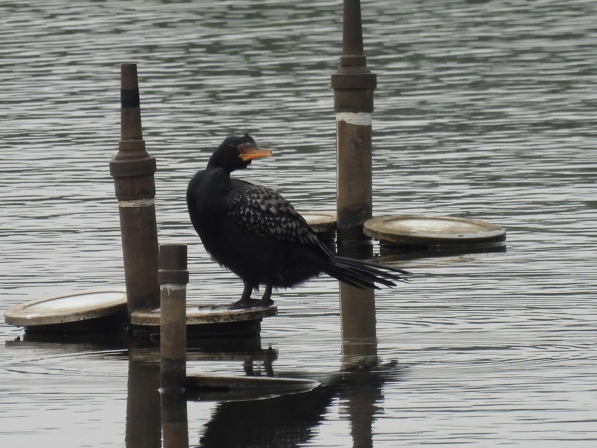 Long-tailed Cormorant - Nick Ramsey