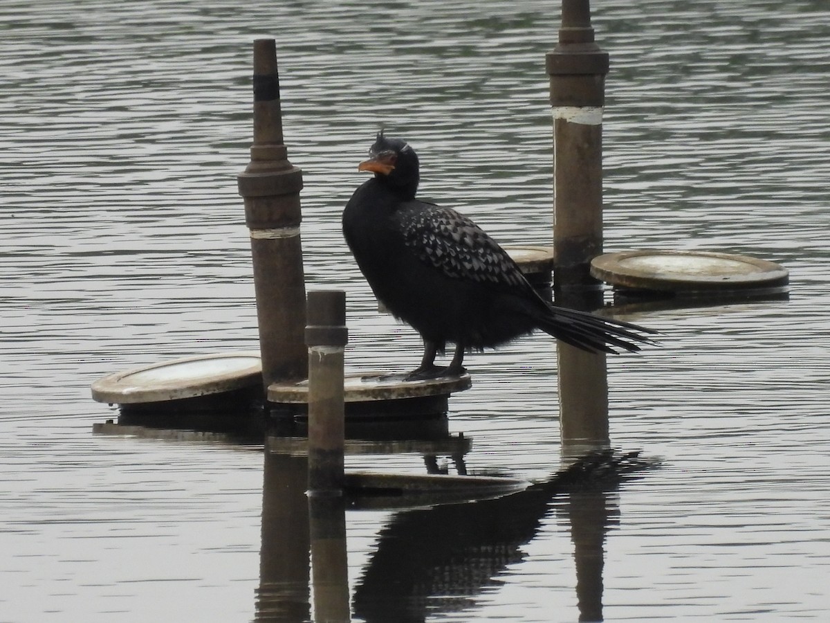 Long-tailed Cormorant - Nick Ramsey