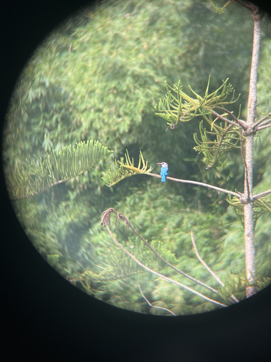 Woodland Kingfisher - ML485614421