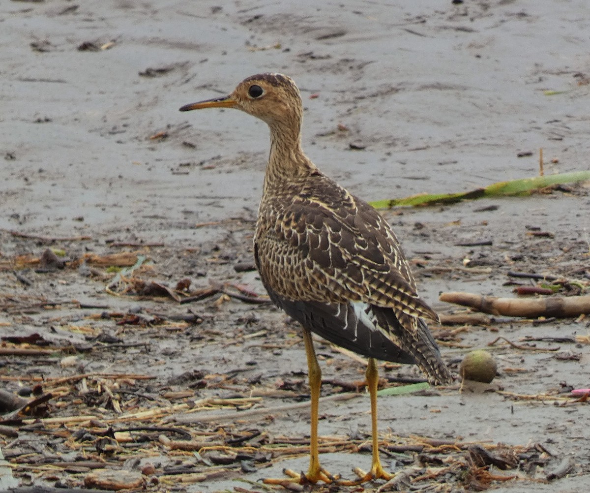 Upland Sandpiper - ML485615351