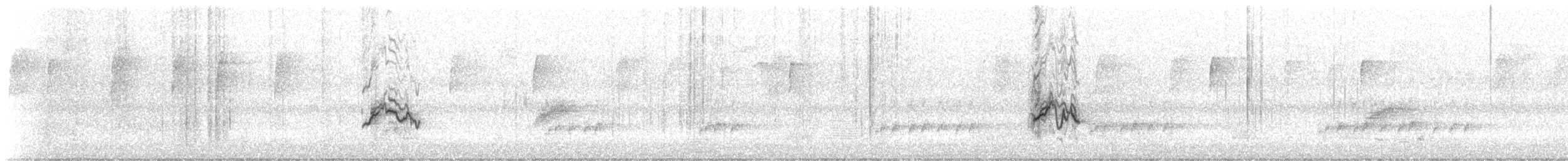 Amerika Çütresi (purpureus) - ML485616281