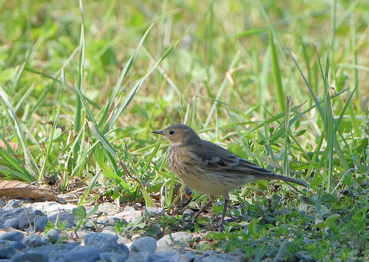 Pipit d'Amérique - ML485616791