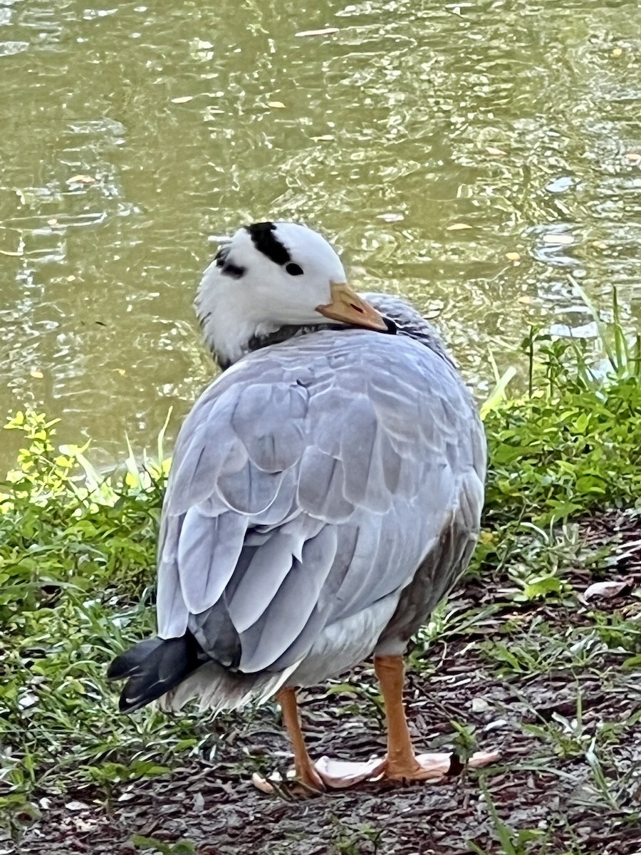 Bar-headed Goose - ML485617831