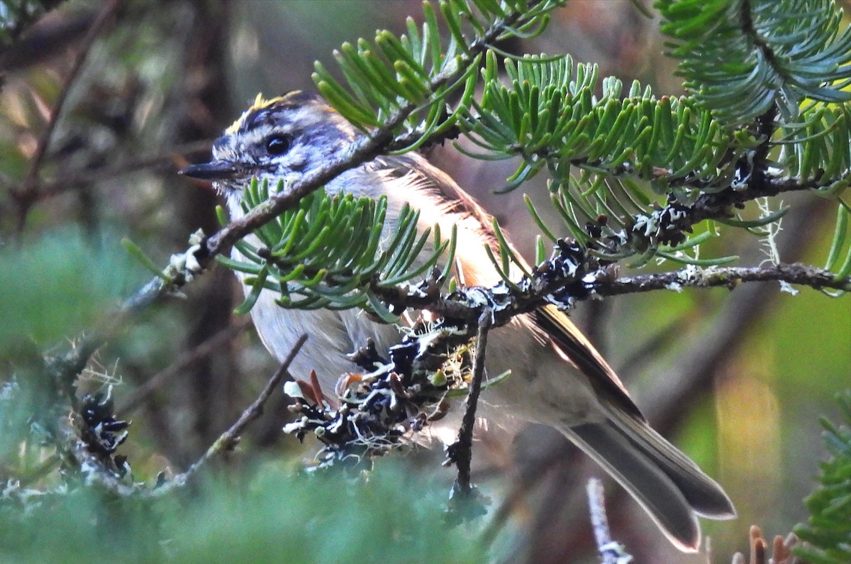 Roitelet à couronne dorée - ML485618451