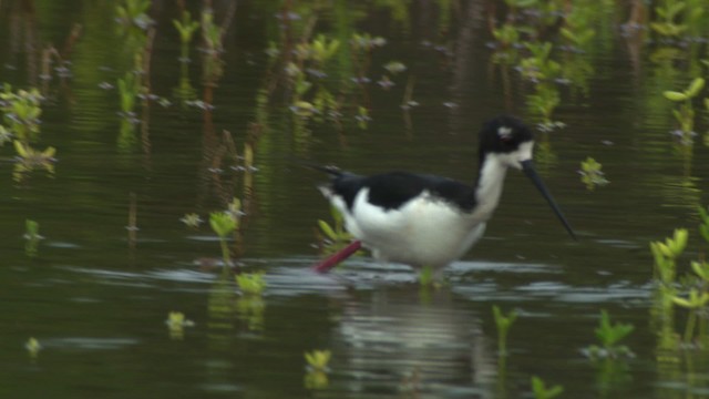 Black-necked Stilt (Hawaiian) - ML485619