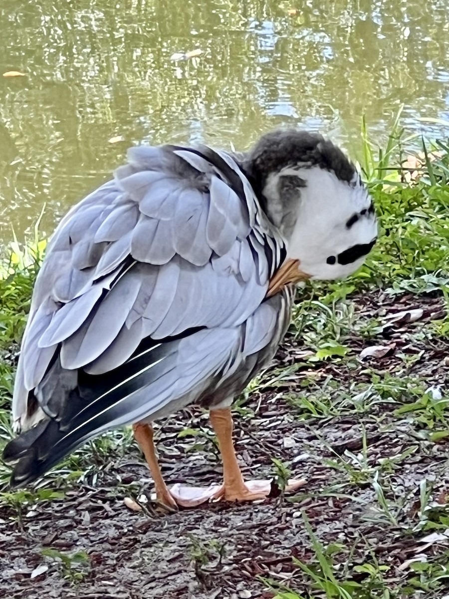 Bar-headed Goose - ML485619741