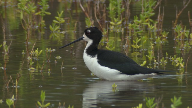 Black-necked Stilt (Hawaiian) - ML485620