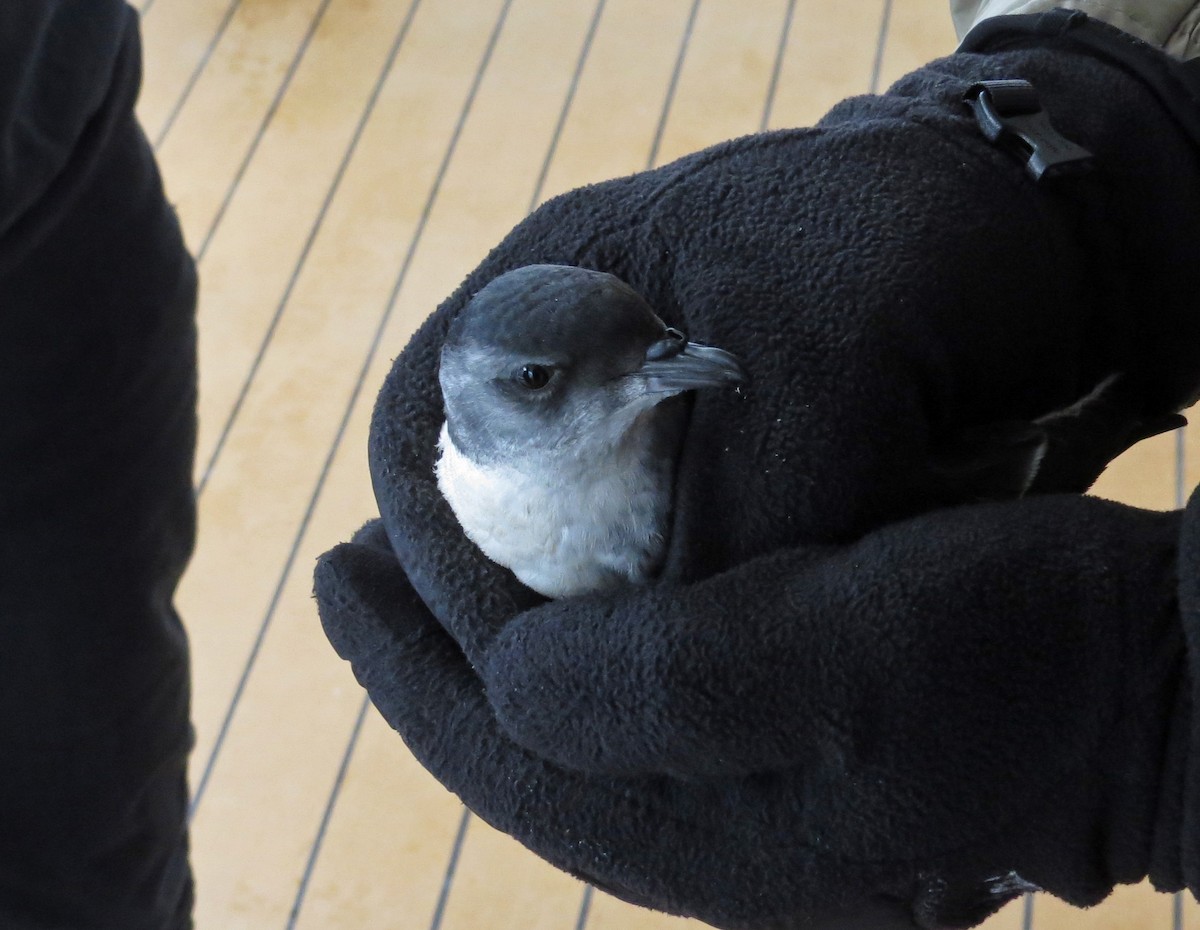 Common Diving-Petrel - ML48562041