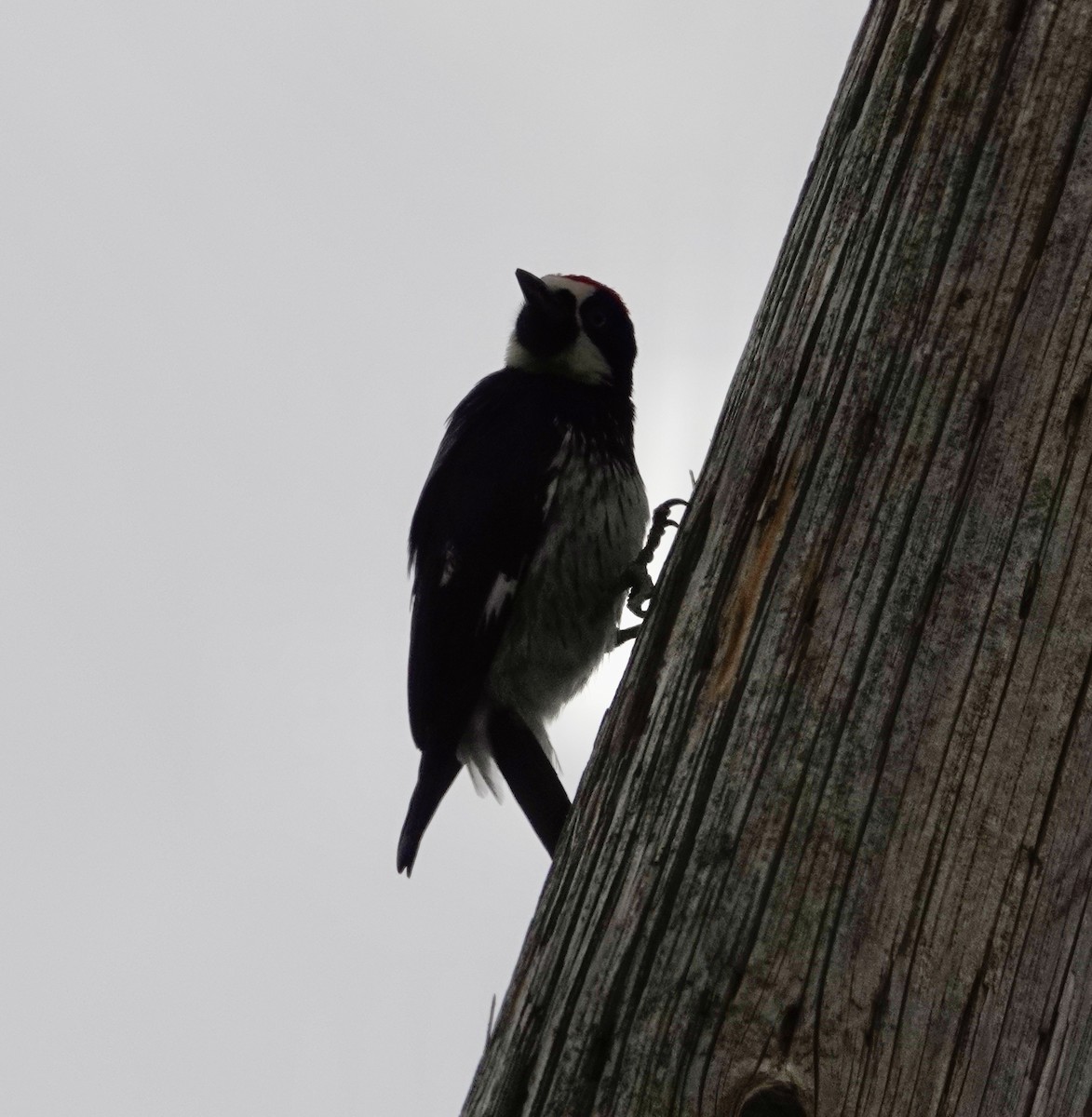 Acorn Woodpecker - Jill Punches