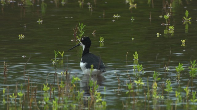 Black-necked Stilt (Hawaiian) - ML485625