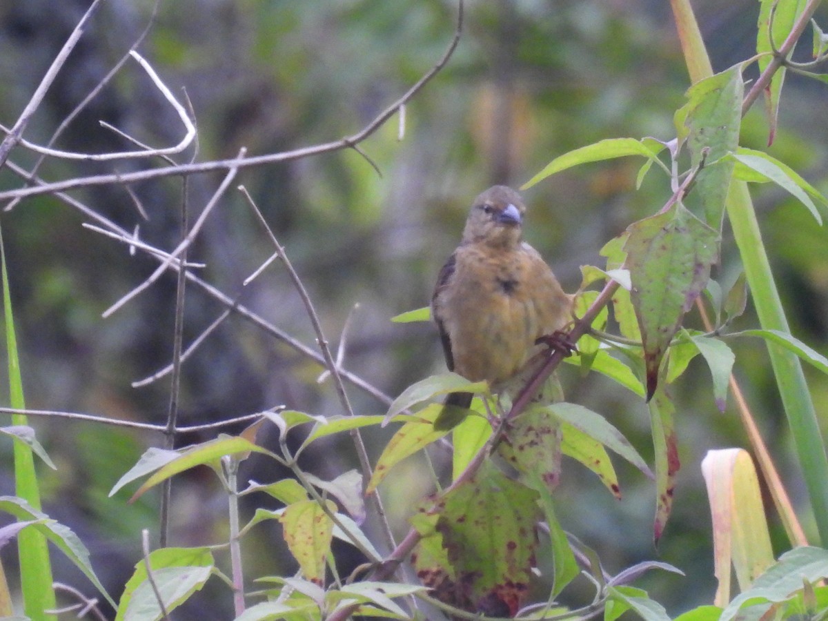 Vieillot's Black Weaver - ML485625201