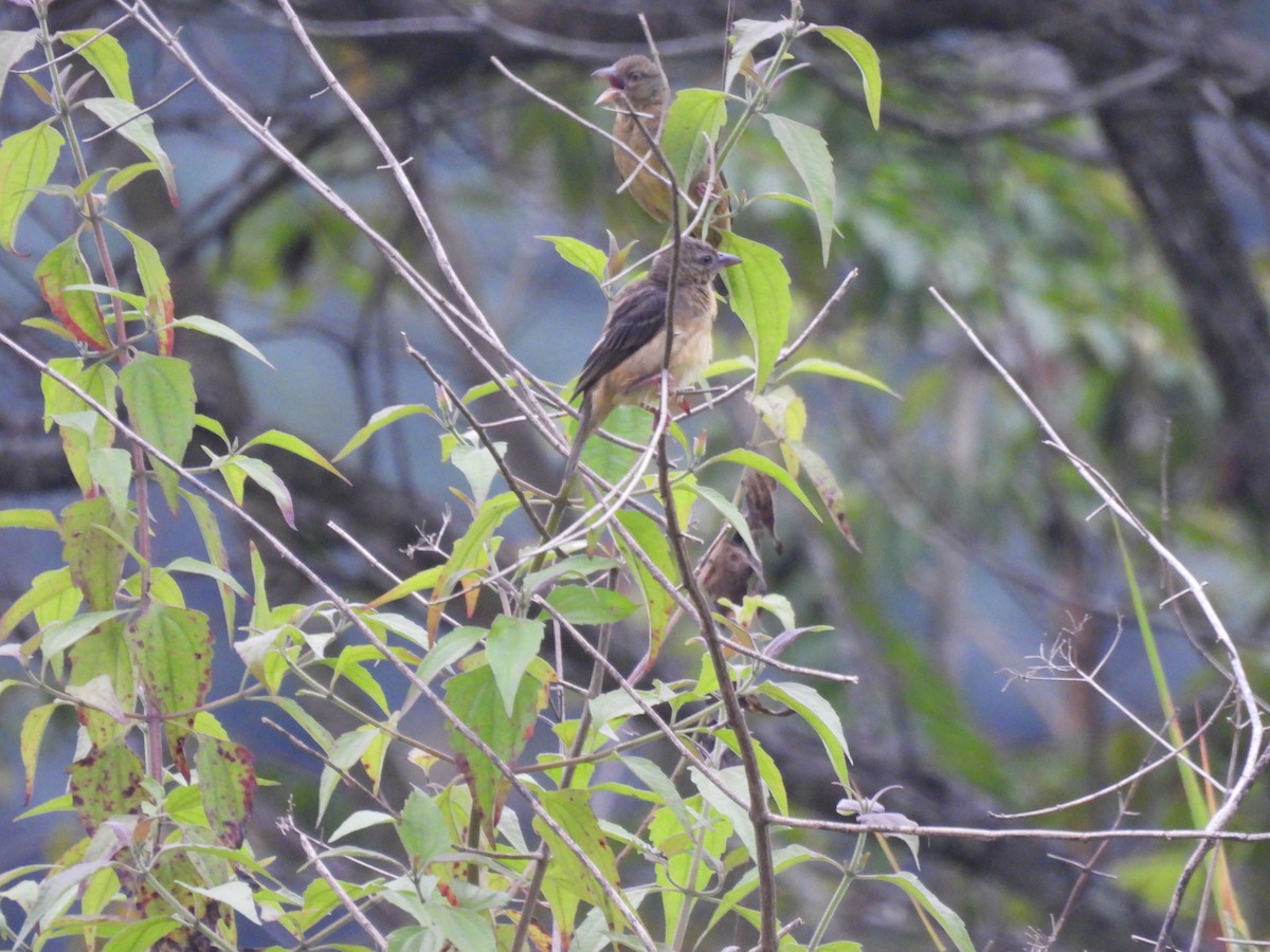 Vieillot's Black Weaver - ML485625221