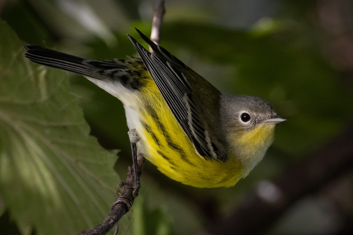 Magnolia Warbler - ML485625241