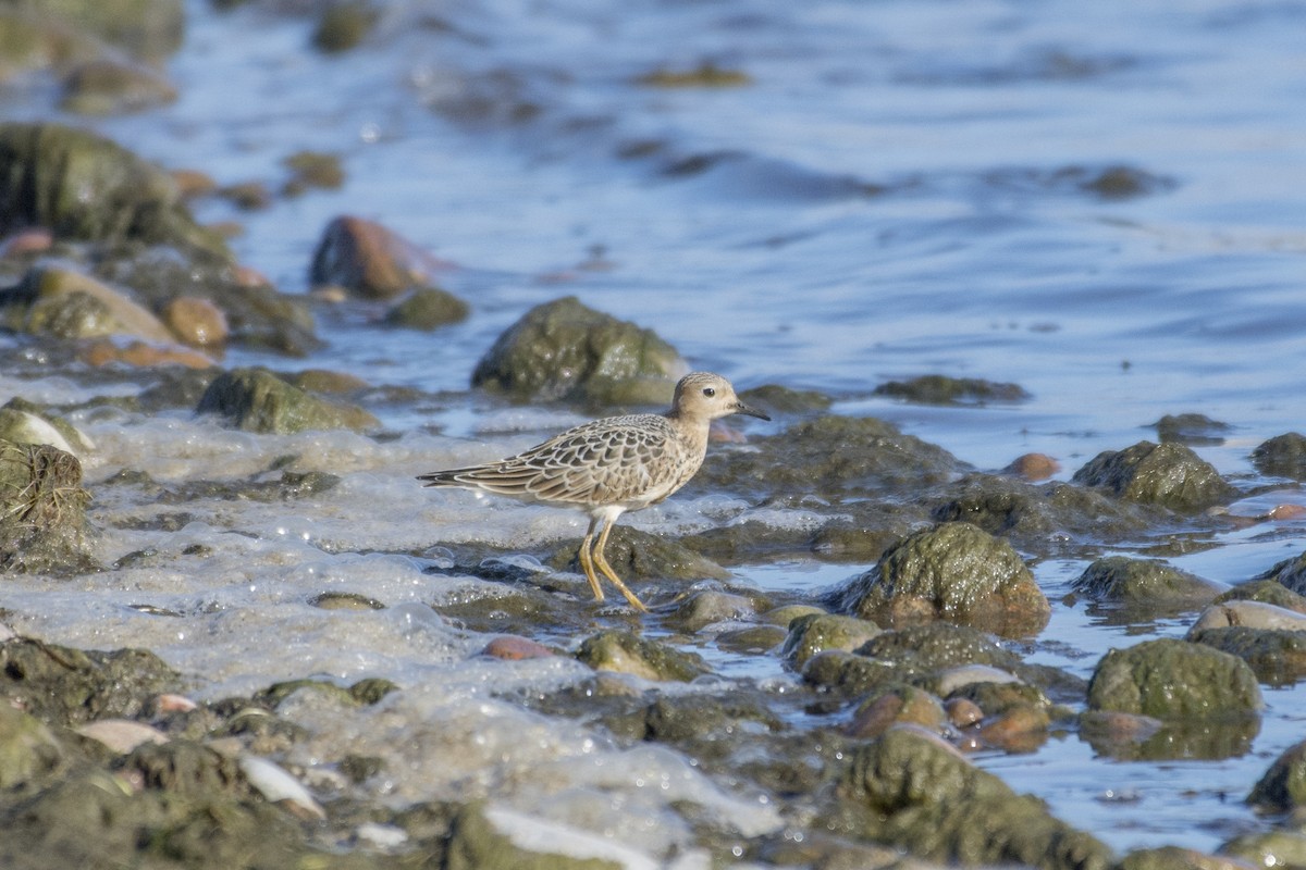 Buff-breasted Sandpiper - Peter Sproule