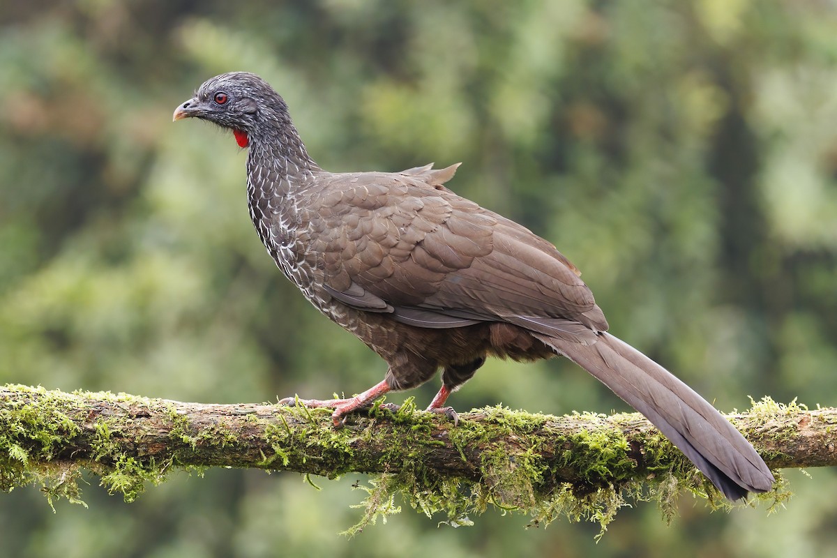 Andean Guan - Peter Hawrylyshyn