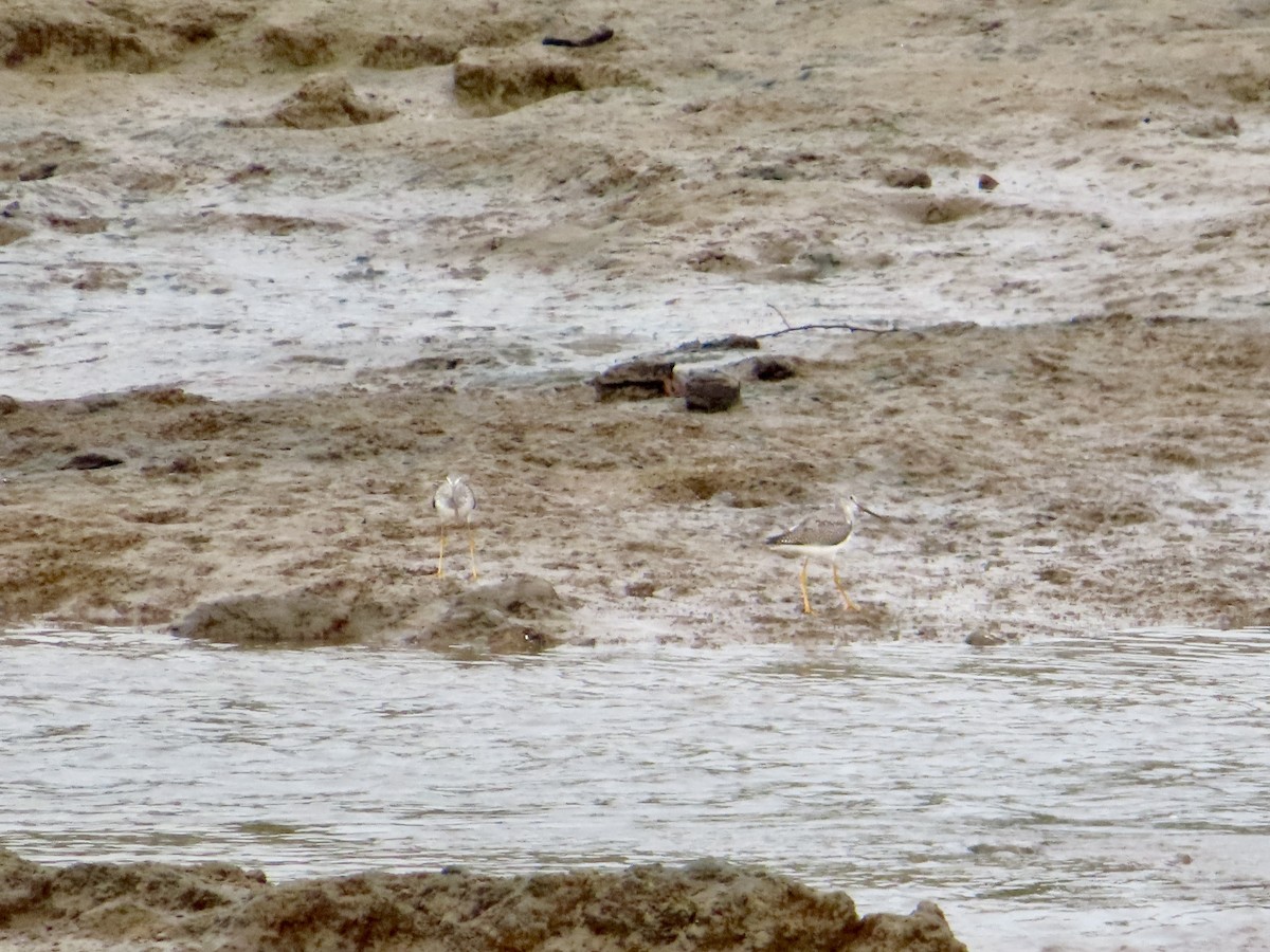 Greater Yellowlegs - ML485627641