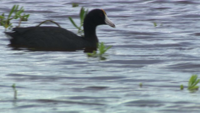 Hawaiian Coot - ML485628