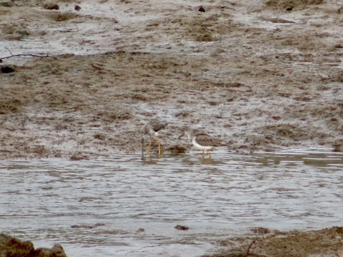 Greater Yellowlegs - ML485628191