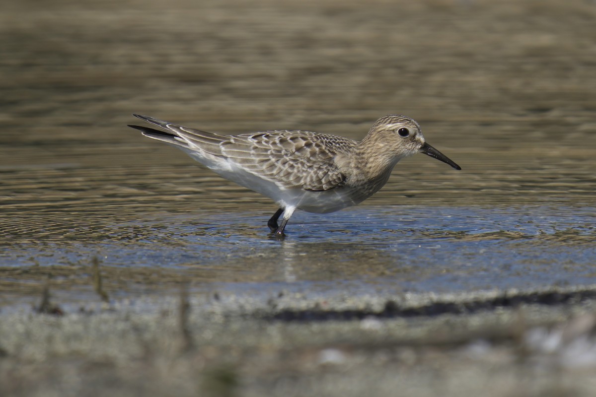 Baird's Sandpiper - ML485629171