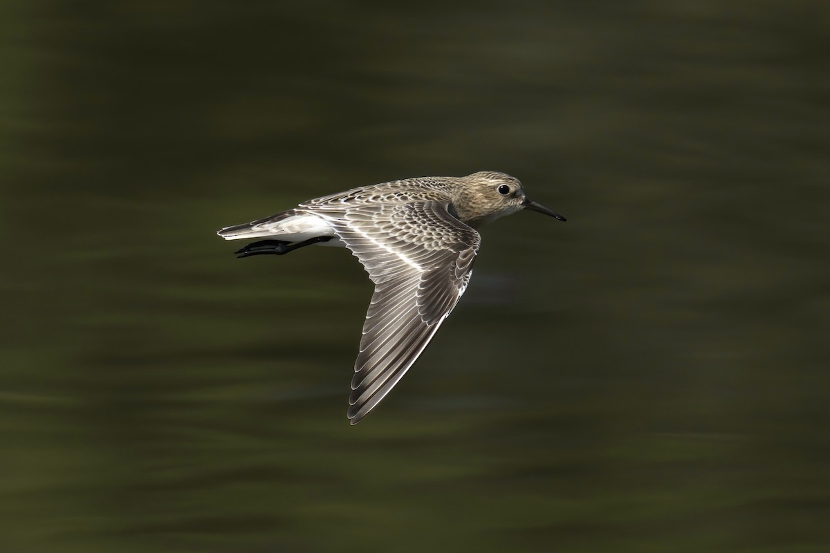 Baird's Sandpiper - ML485629191