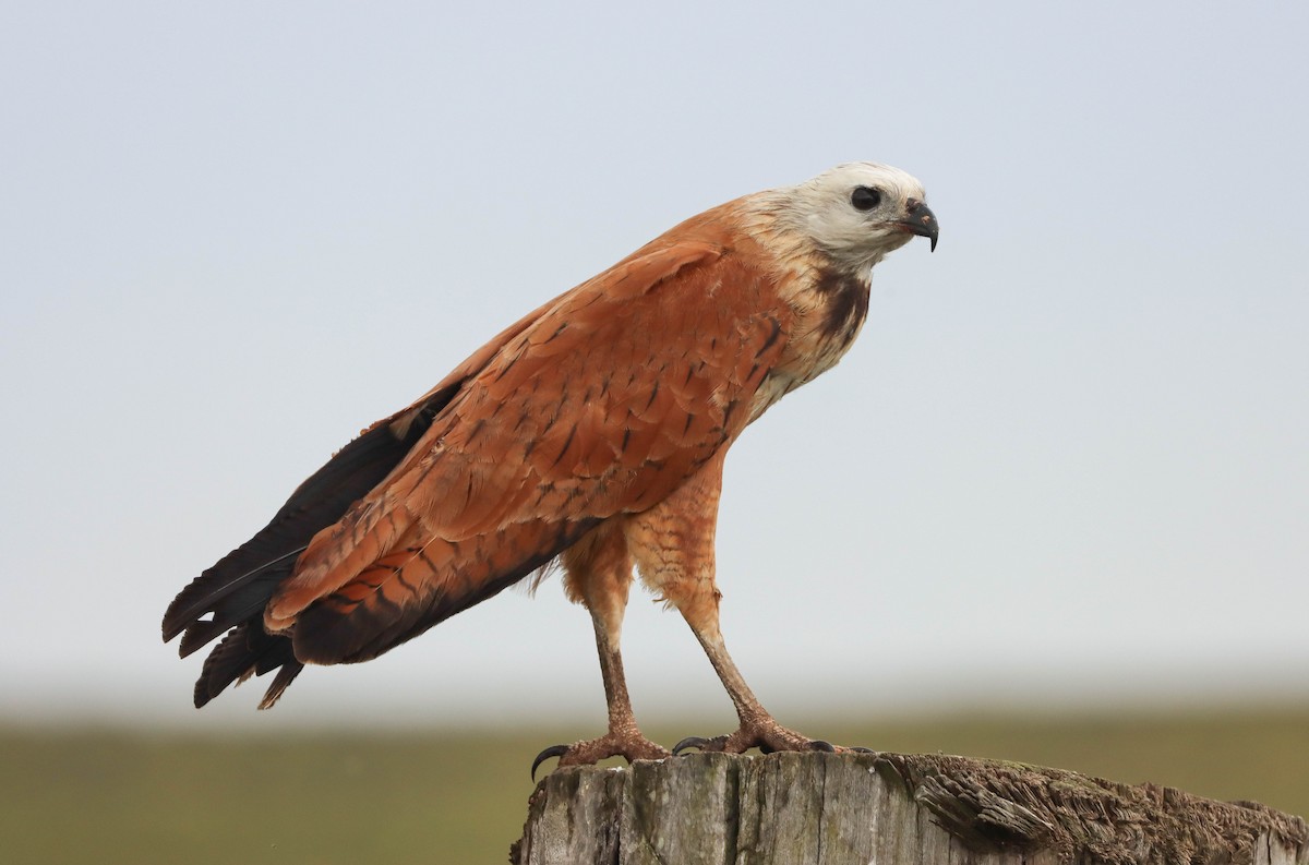 Black-collared Hawk - Aves-del-Taragüí/ SabinaDeLucca