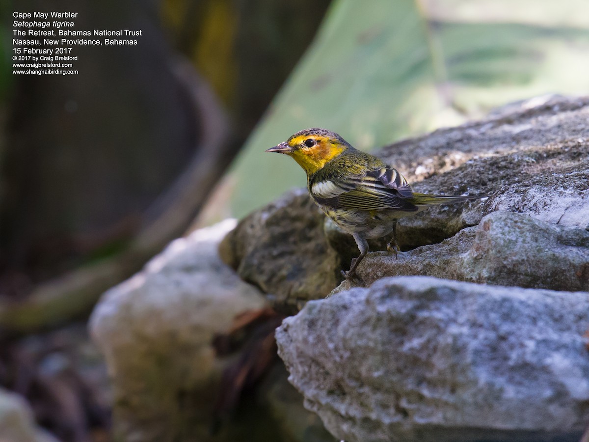 Cape May Warbler - ML48563261